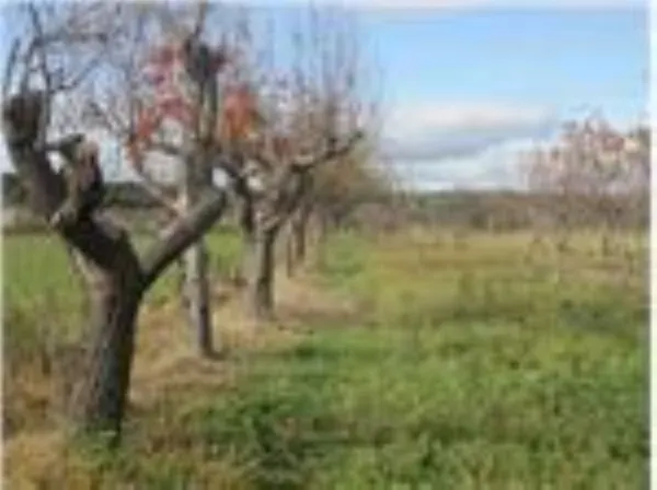 Parcela con Nave en Agueda, Ciudad Rodrigo - foto 3