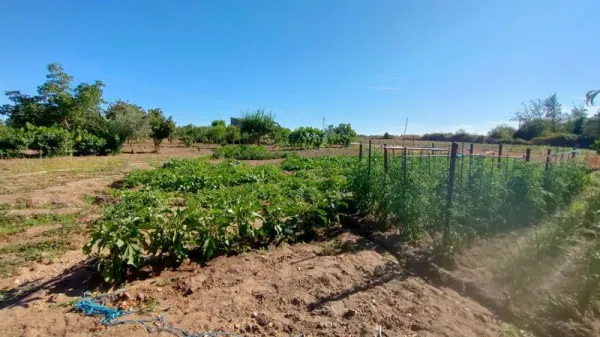 Huerta con Casa en Ciudad Rodrigo - foto 7