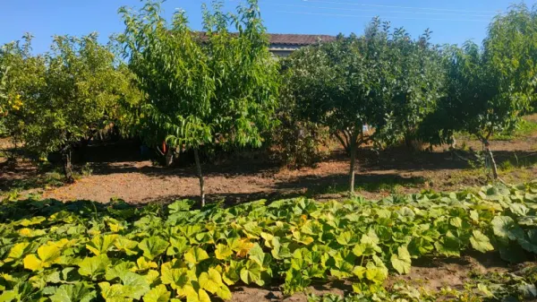 Huerta con Casa en Ciudad Rodrigo - foto 8