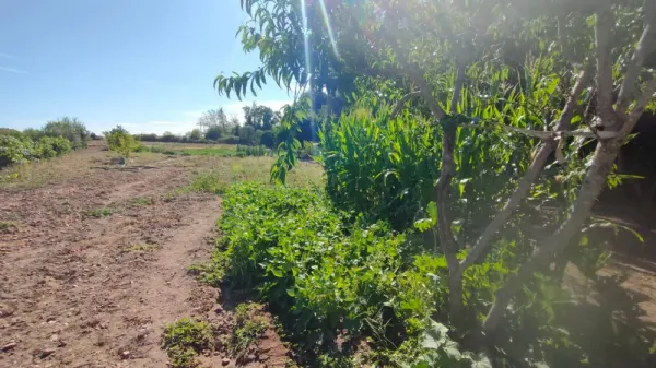 Huerta con Casa en Ciudad Rodrigo - foto 19