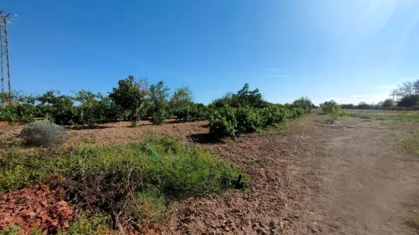 Huerta con Casa en Ciudad Rodrigo - foto 20